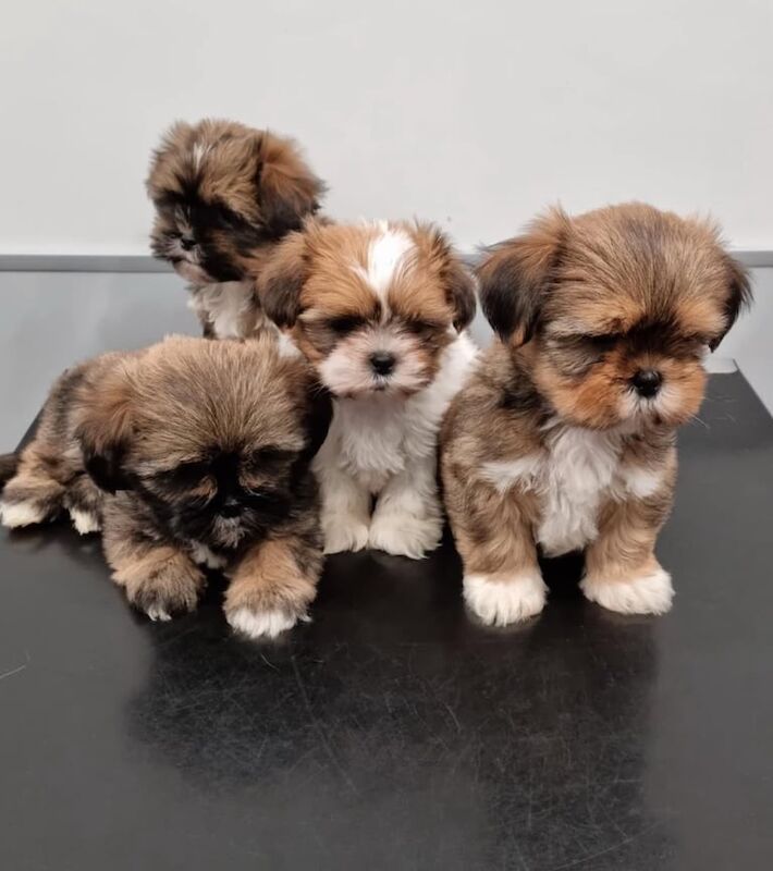 Shih Tzu puppies for sale in New Haw, Surrey – 10 weeks old