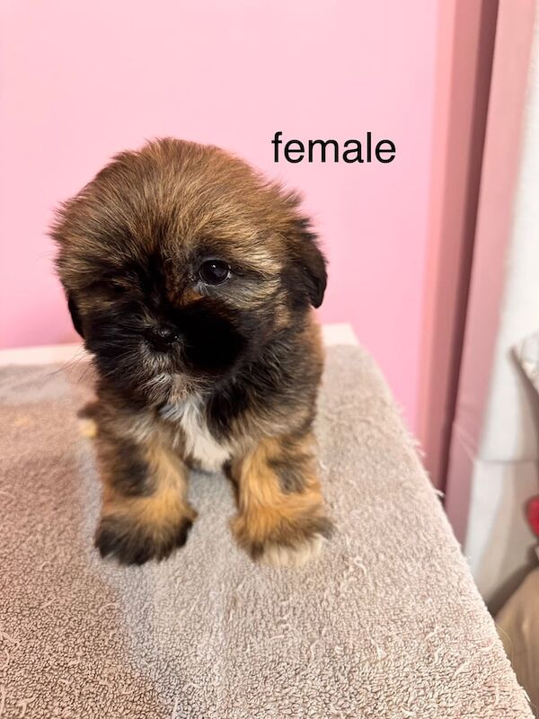 Shih Tzu puppies for sale in New Haw, Surrey – 10 weeks old - Image 2 of 3