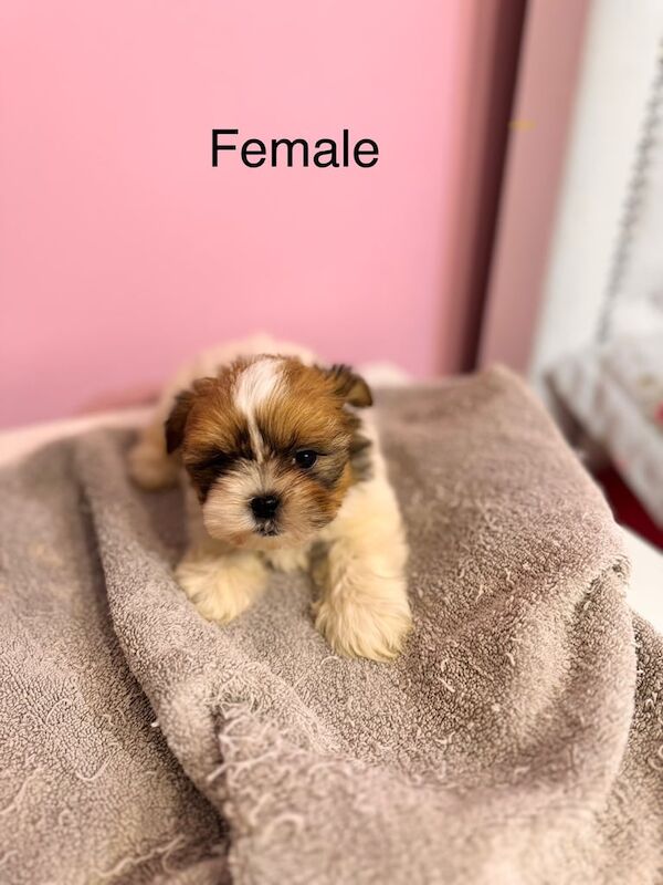 Shih Tzu puppies for sale in New Haw, Surrey – 10 weeks old - Image 3 of 3