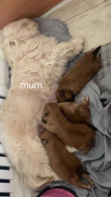 Shih Tzu puppies for sale in Kingston upon Hull, East Riding of Yorkshire – 6 weeks old