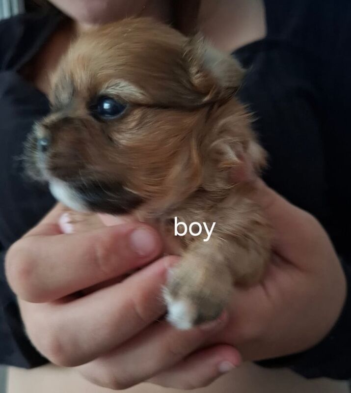 Shih Tzu puppies for sale in Kingston upon Hull, East Riding of Yorkshire – 6 weeks old - Image 2 of 3