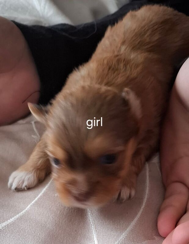 Shih Tzu puppies for sale in Kingston upon Hull, East Riding of Yorkshire – 6 weeks old - Image 3 of 3