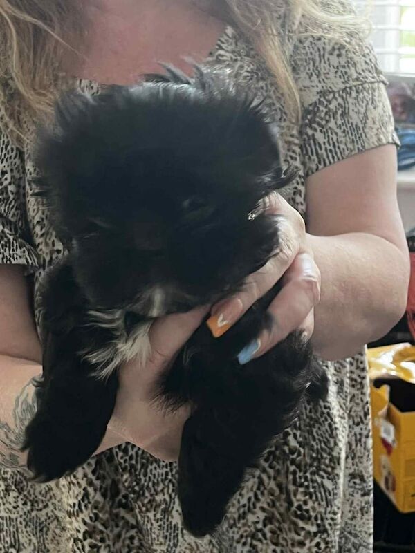 Shih Tzu puppies for sale in Middlesbrough, North Yorkshire – 8 weeks old - Image 2 of 3