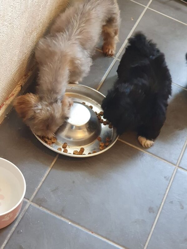 Shih Tzu puppies for sale in Cumbernauld, Dunbartonshire – 9 weeks old