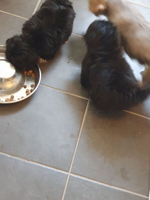 Shih Tzu puppies for sale in Cumbernauld, Dunbartonshire – 9 weeks old - Image 2 of 3