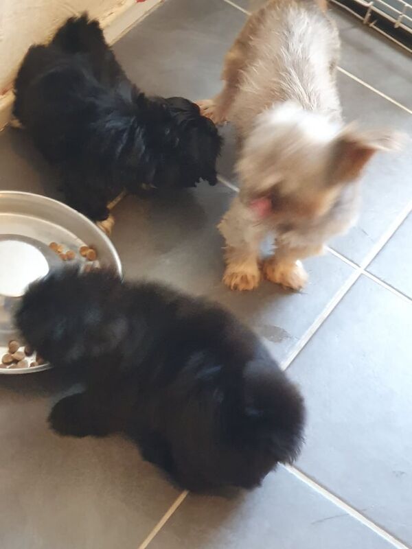 Shih Tzu puppies for sale in Cumbernauld, Dunbartonshire – 9 weeks old - Image 3 of 3