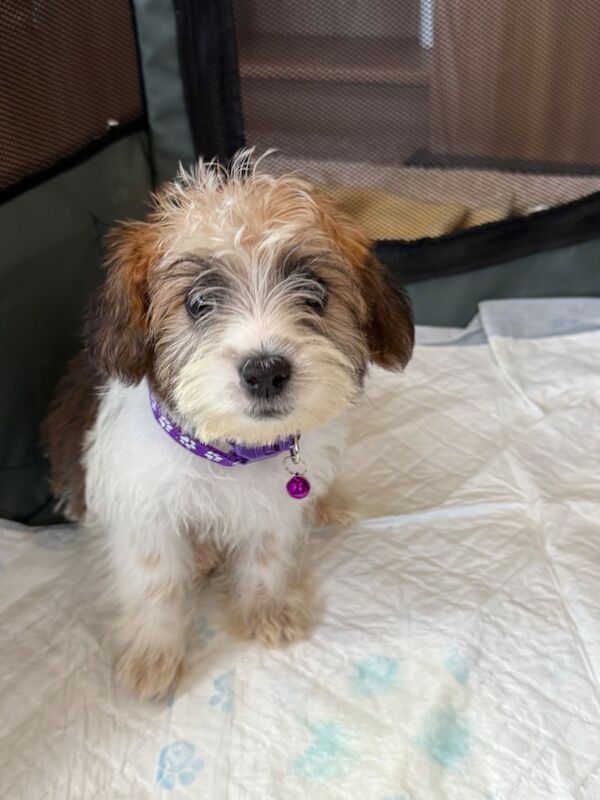 Shih Tzu puppies for sale in Exeter, Devon – 8 weeks old