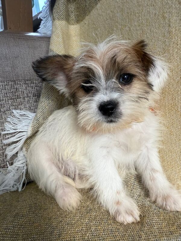 Shih Tzu puppies for sale in Exeter, Devon – 8 weeks old - Image 3 of 3