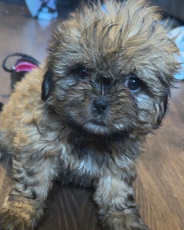 Shih Tzu puppies for sale in Omagh, County Tyrone – 8 weeks old