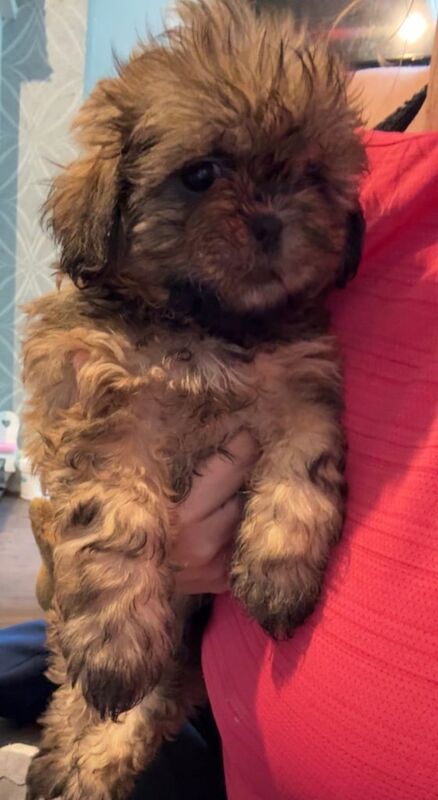 Shih Tzu puppies for sale in Omagh, County Tyrone – 8 weeks old - Image 2 of 3