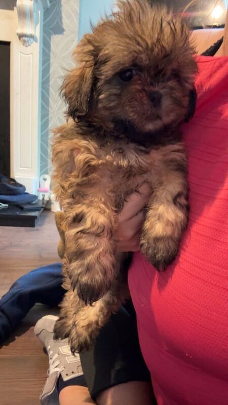 Shih Tzu puppies for sale in Omagh, County Tyrone – 8 weeks old - Image 3 of 3