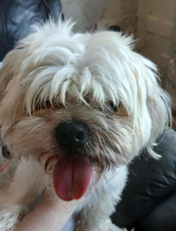 Shih Tzu puppies for sale in Londonderry, County Londonderry – 4 years old