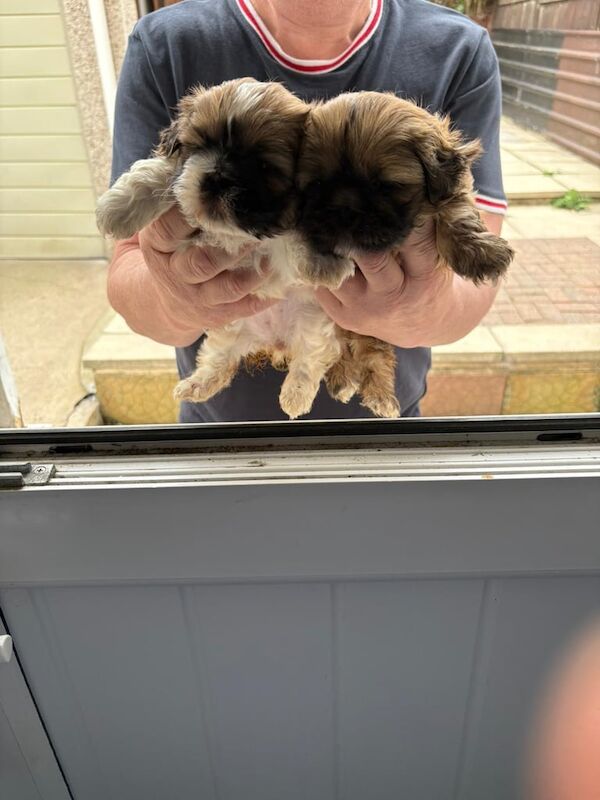 Shih Tzu puppies for sale in Morley, West Yorkshire – 9 weeks old