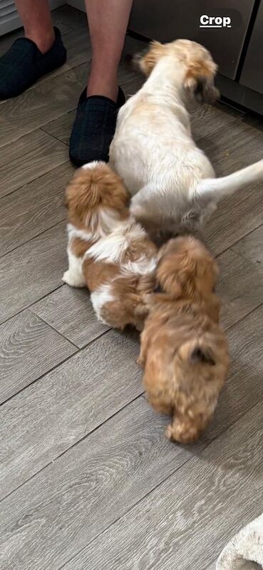 Shih Tzu puppies for sale in Morley, West Yorkshire – 9 weeks old - Image 2 of 3