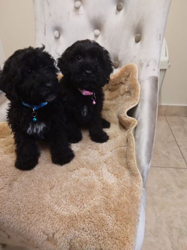 Shih Tzu puppies for sale in Dunmurry, County Antrim – 8 weeks old