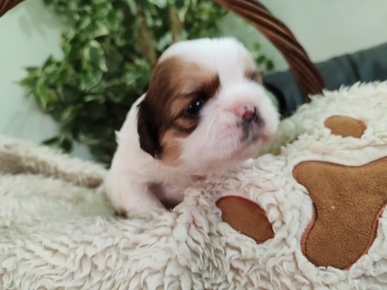 Shih Tzu puppies for sale in Greenford, Greater London – 4 weeks old
