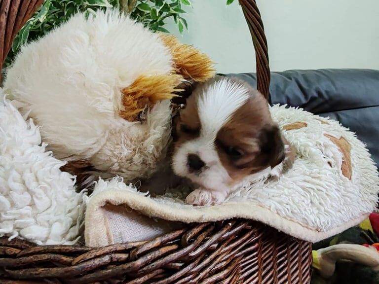 Shih Tzu puppies for sale in Greenford, Greater London – 4 weeks old - Image 3 of 5
