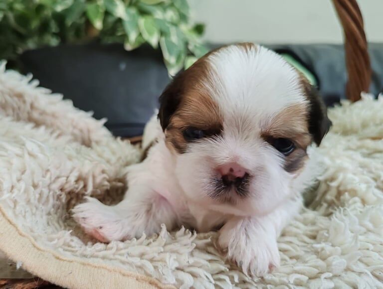 Shih Tzu puppies for sale in Greenford, Greater London – 4 weeks old - Image 5 of 5