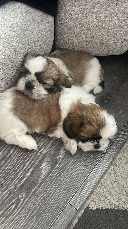 Shih Tzu puppies for sale in Harwich, Essex – 9 weeks old