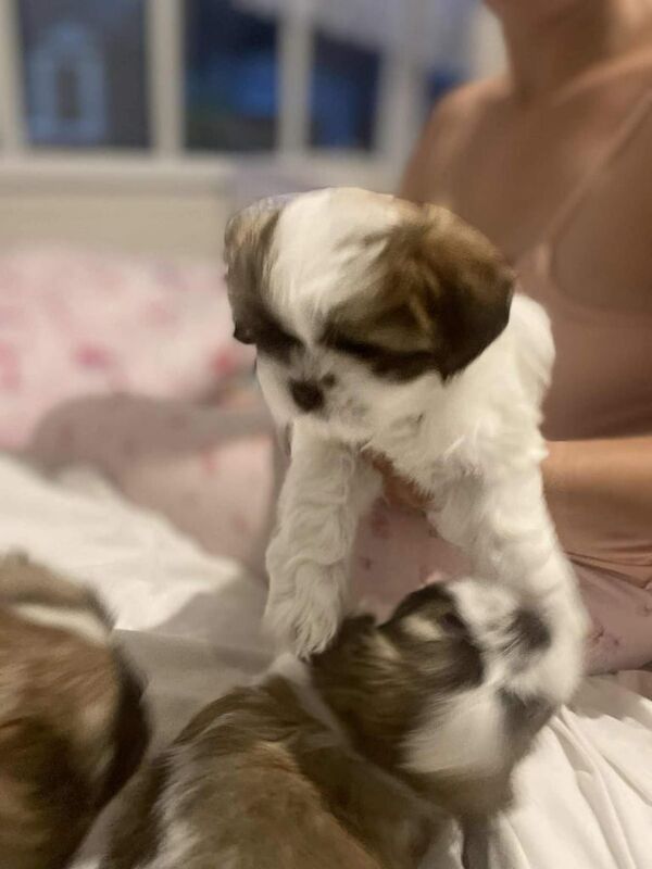 Shih Tzu puppies for sale in Harwich, Essex – 9 weeks old - Image 2 of 3