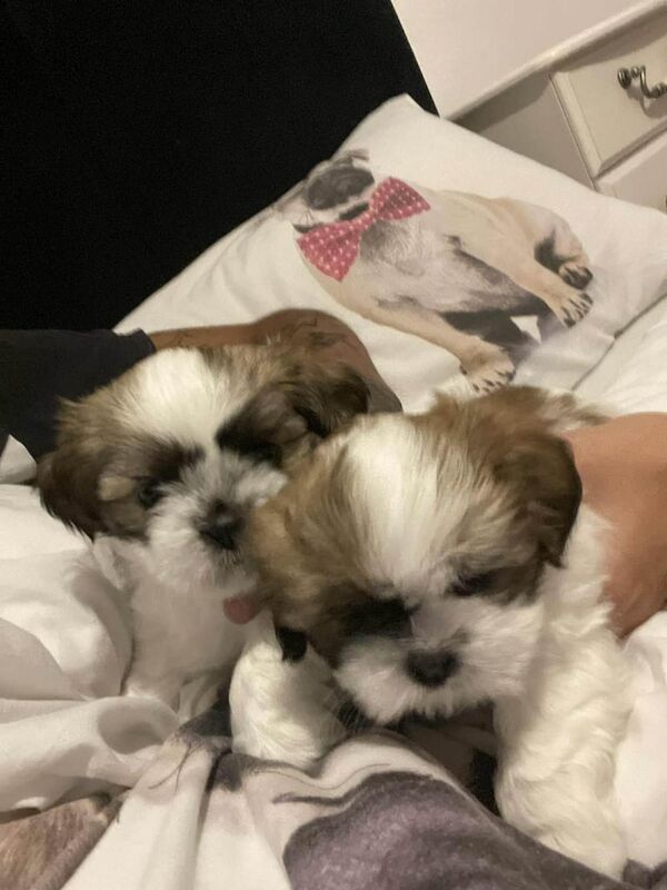 Shih Tzu puppies for sale in Harwich, Essex – 9 weeks old - Image 3 of 3