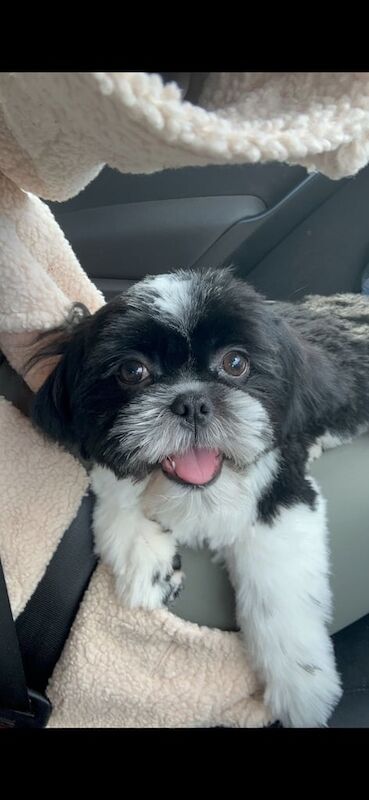 Shih Tzu puppies for sale in Liverpool, Merseyside β 4 months old