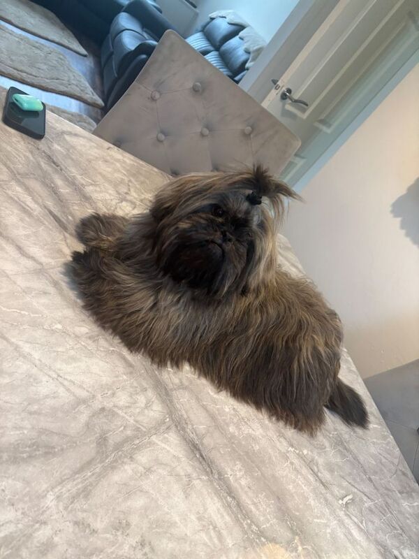 Shih Tzu puppies for sale in Atherton, Greater Manchester – 6 months old