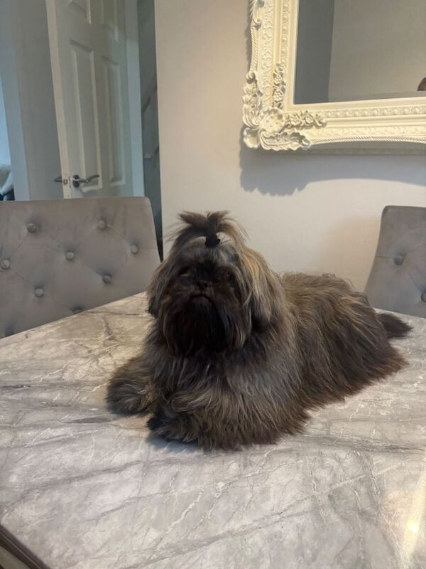 Shih Tzu puppies for sale in Atherton, Greater Manchester – 6 months old - Image 2 of 3