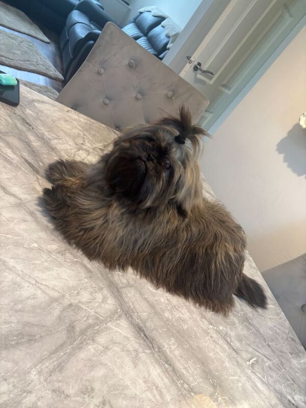 Shih Tzu puppies for sale in Atherton, Greater Manchester – 6 months old - Image 3 of 3