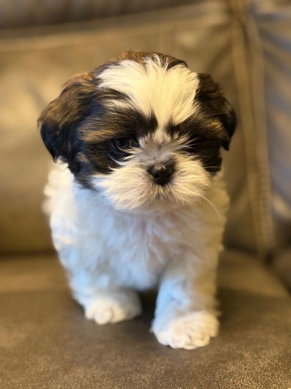Shih Tzu puppies for sale in Tandragee, County Armagh – 8 weeks old