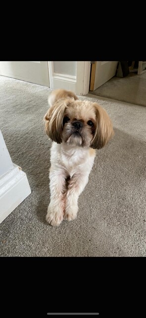 Shih Tzu puppies for sale in Norwich, Norfolk – 4 years old