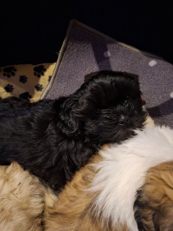 Shih Tzu puppies for sale in Southampton, Hampshire – 7 weeks old