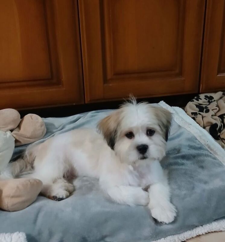 Shih Tzu Puppies For Sale