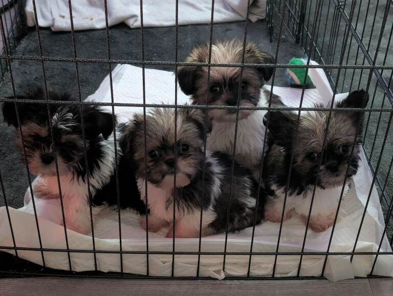 Shih Tzu Puppies For Sale