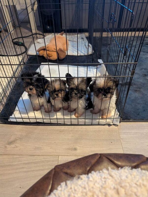 Shih Tzu - Image 2 of 6
