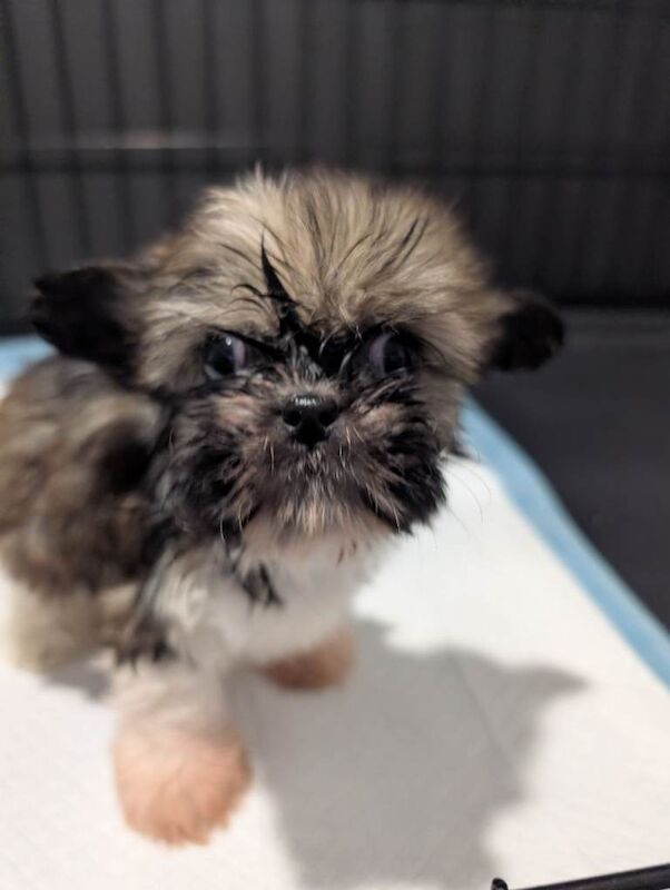 Shih Tzu - Image 3 of 6
