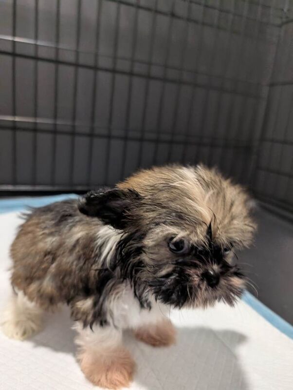 Shih Tzu - Image 4 of 6