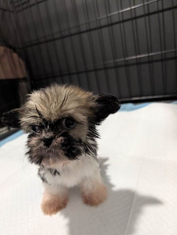 Shih Tzu - Image 5 of 6