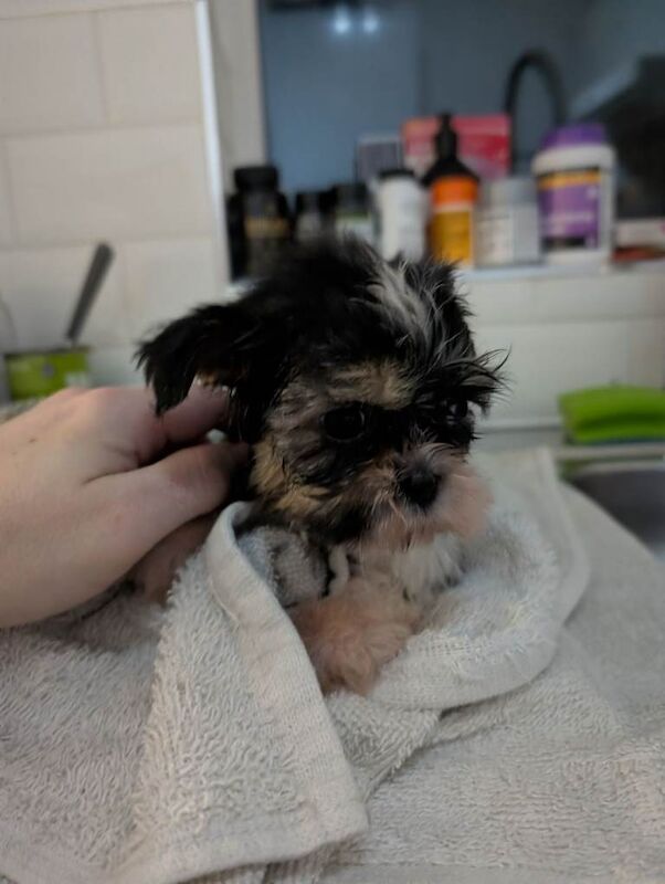 Shih Tzu - Image 6 of 6