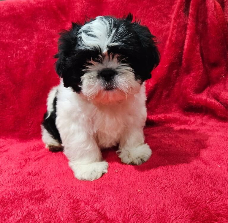 Shih Tzu Puppies For Sale