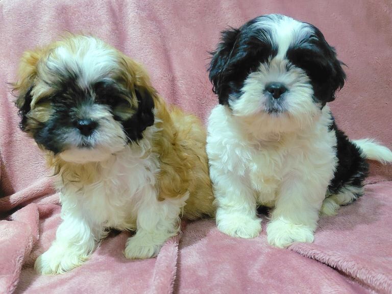 Shih tzu - Image 2 of 3