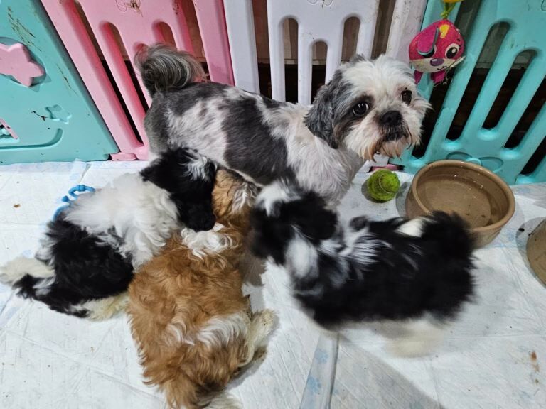 Shih tzu - Image 3 of 3