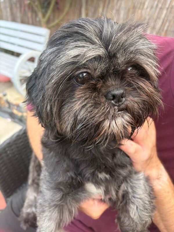 Shih Tzu