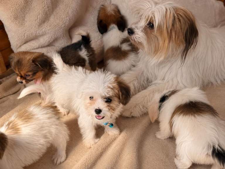 Shih tzu