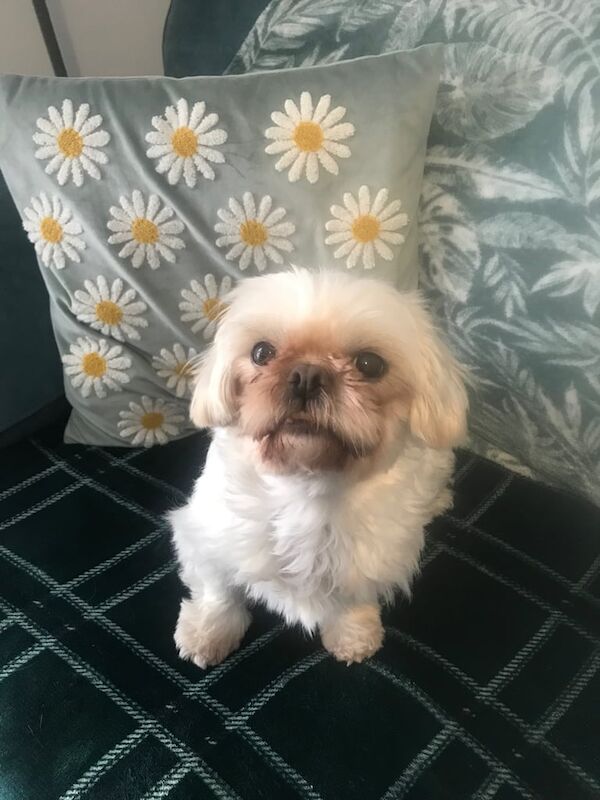 Shih Tzu puppies for sale in Loughborough, Leicestershire – 6 years old