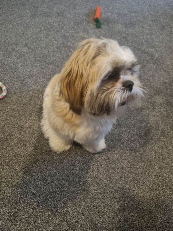 Shih-tzu 7 months - Image 2 of 4