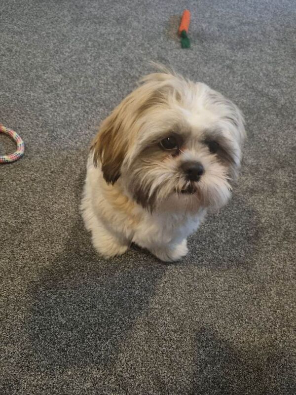 Shih-tzu 7 months - Image 3 of 4
