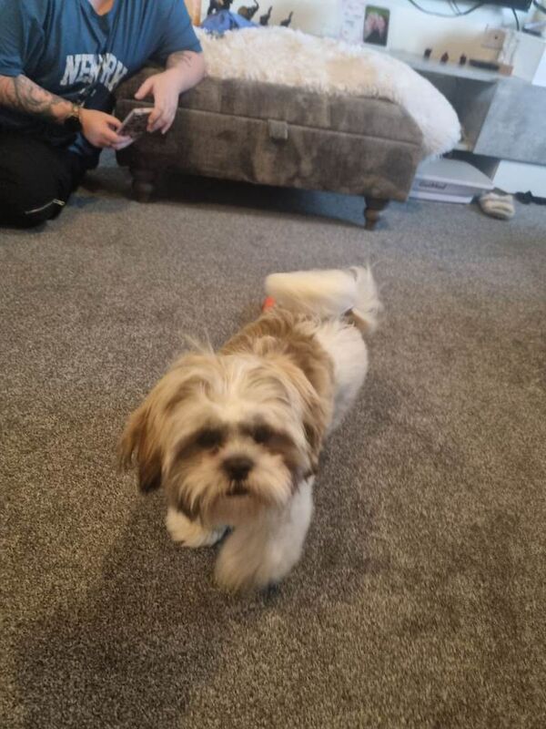 Shih-tzu 7 months - Image 4 of 4