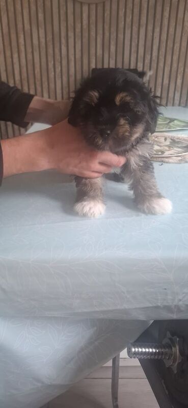 Shih Tzu puppies for sale in Belfast, County Antrim – 8 weeks old
