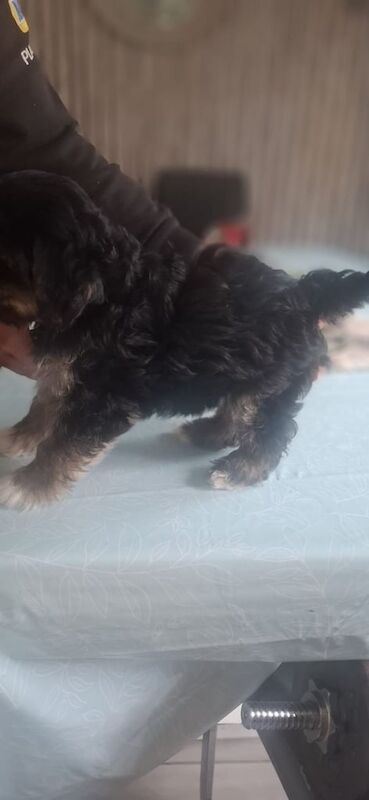 Shih Tzu puppies for sale in Belfast, County Antrim – 8 weeks old - Image 2 of 3